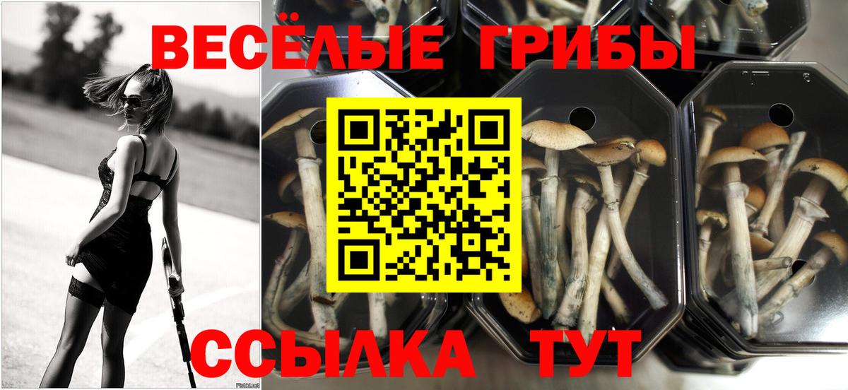 Галлюциногенные грибы Cubensis  Вход с VPN  Алушта 